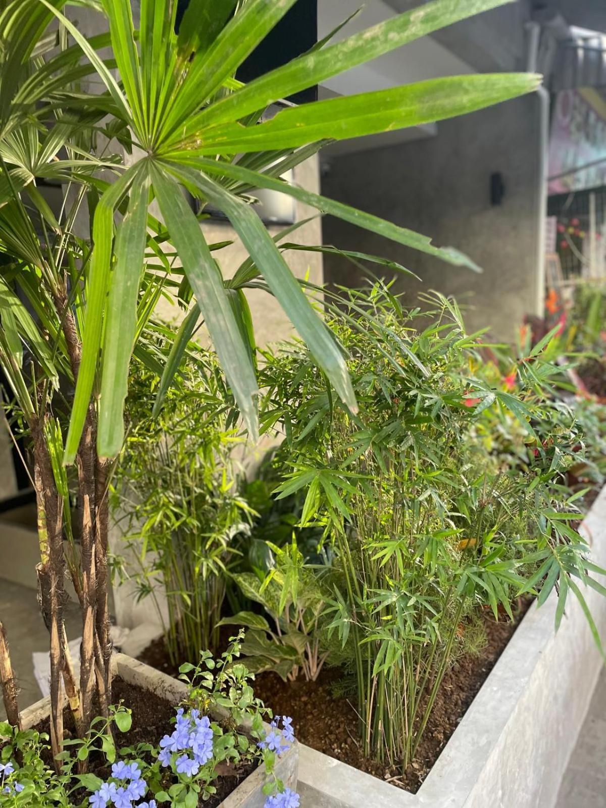 Bh Cozy Paradise Patong Exterior photo
